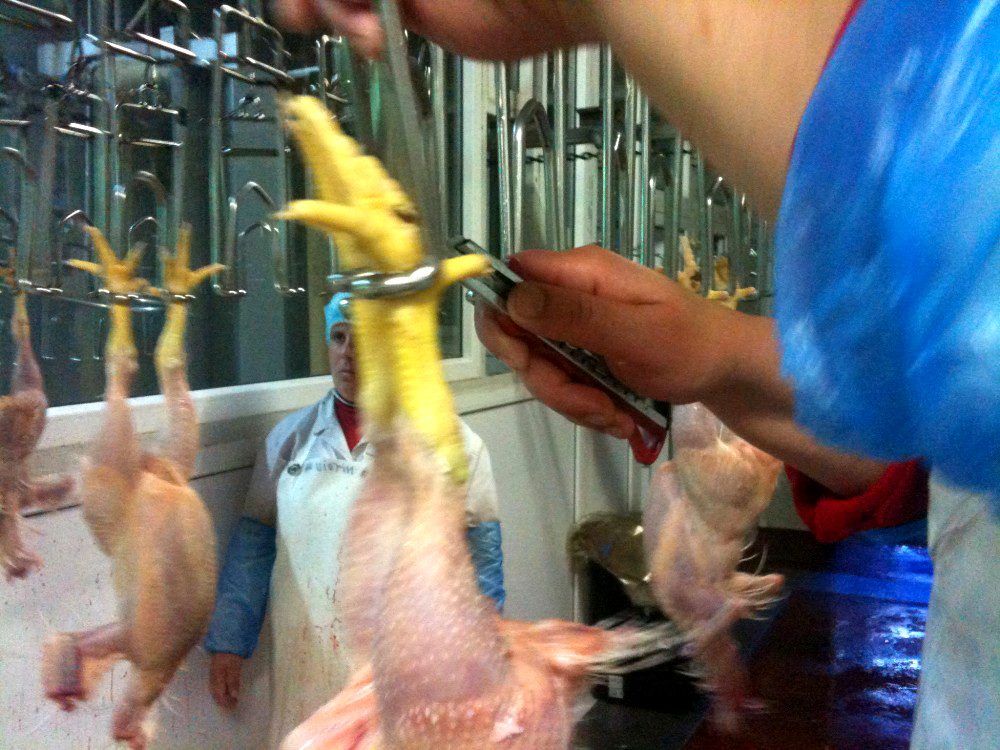 Après le plumage, un opérateur pratique une incision sur les pattes du poulet