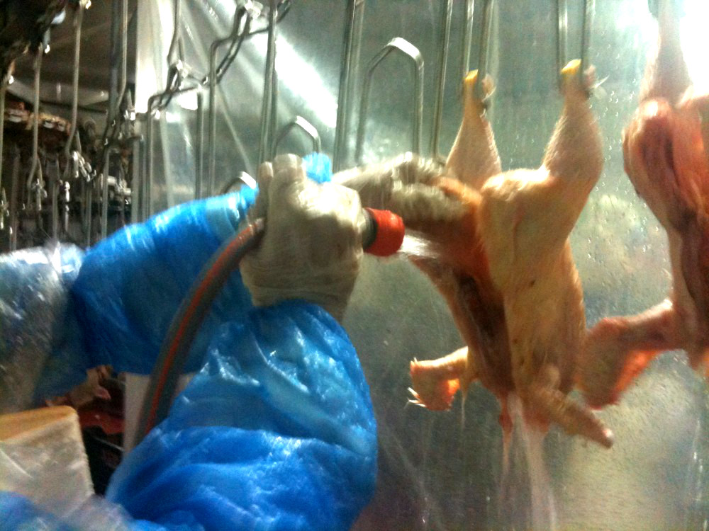 Cette opération permet de débarrasser le poulet des caillots de sang